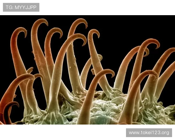 金鲨银鲨：海底巨鲨的生态习性与海洋保护的重要意义分析